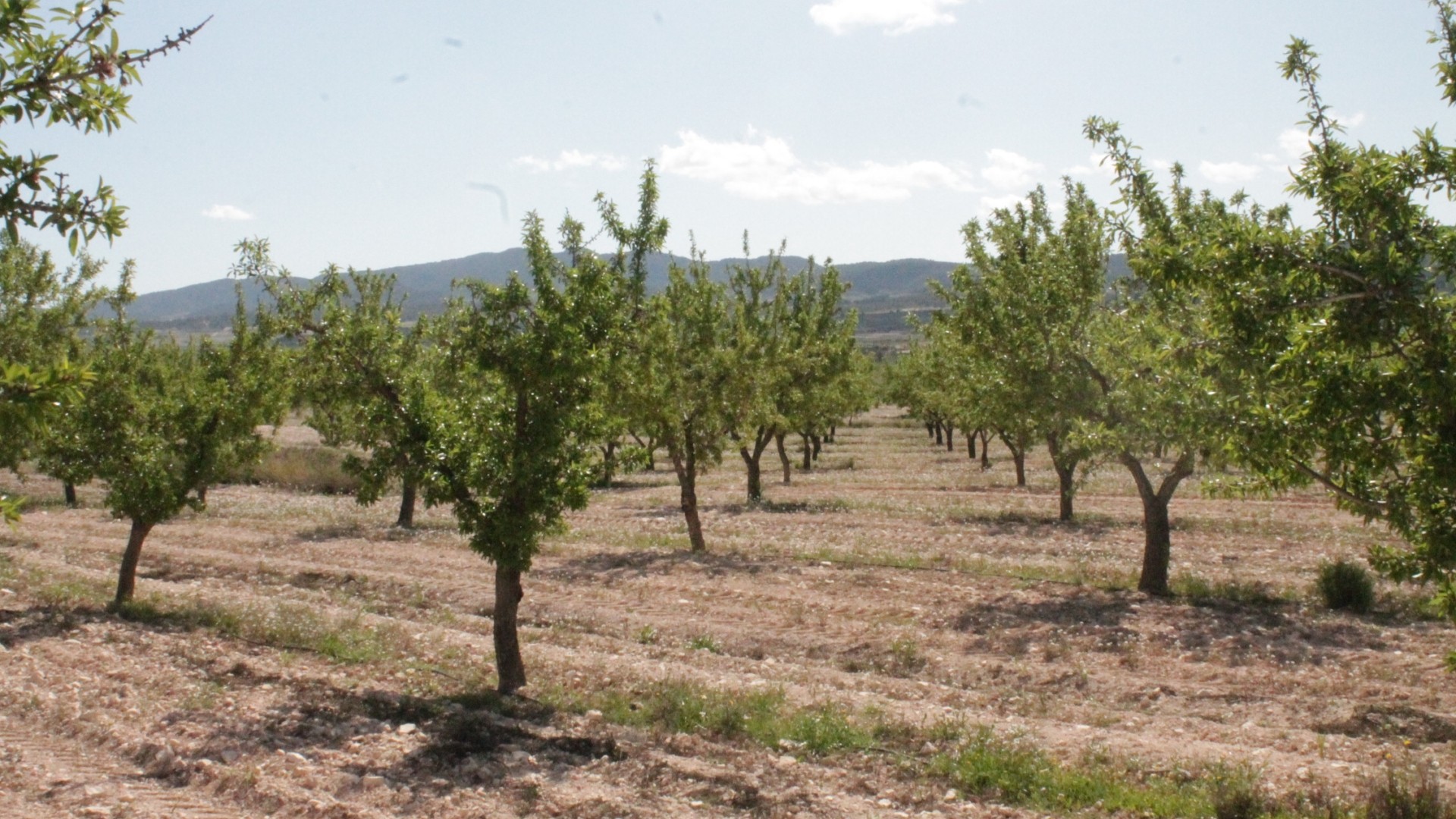 Resale - Finca Landgut -
Cañada del Trigo - Canada del Trigo Murcia