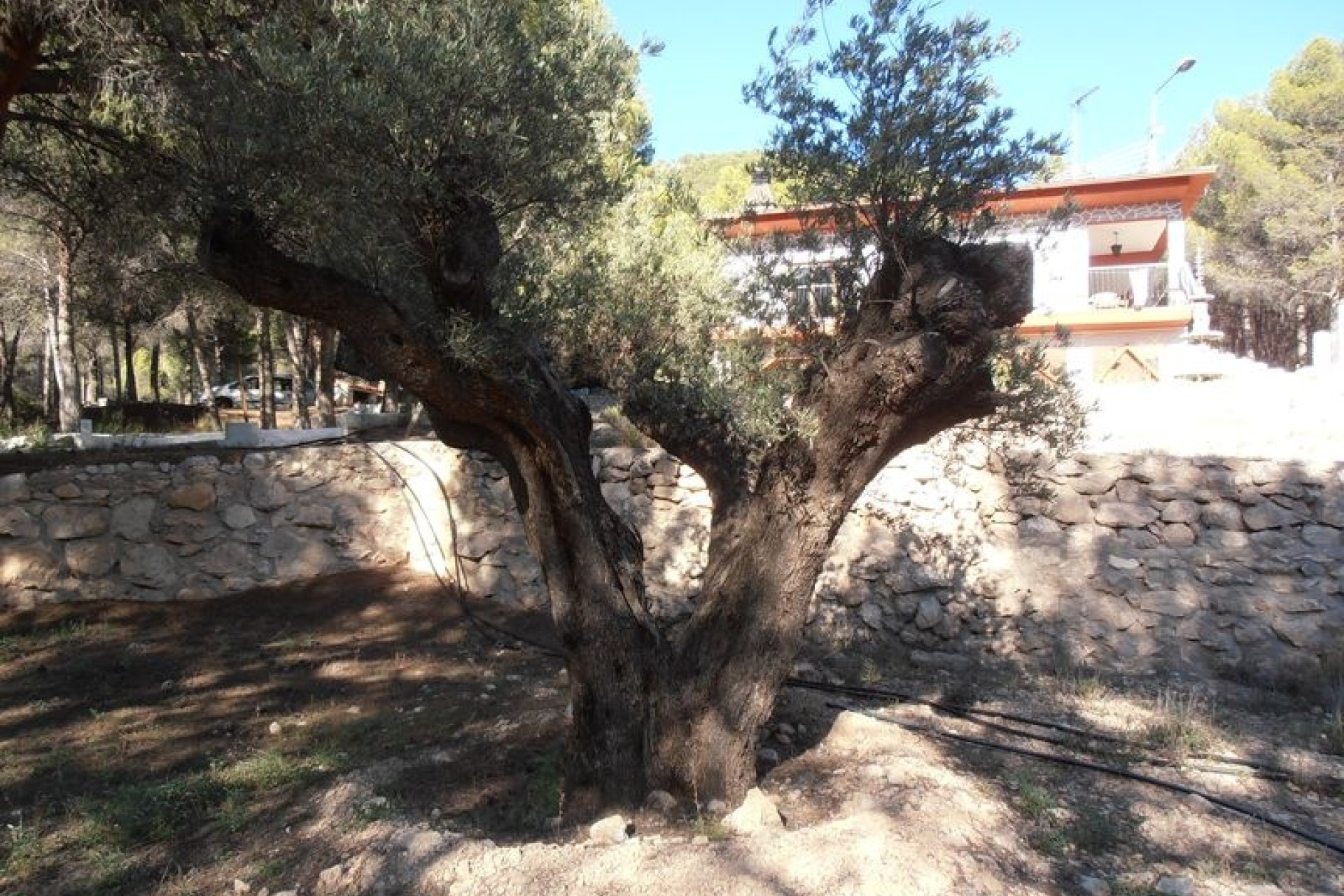 Resale - Finca Landgut -
Castalla