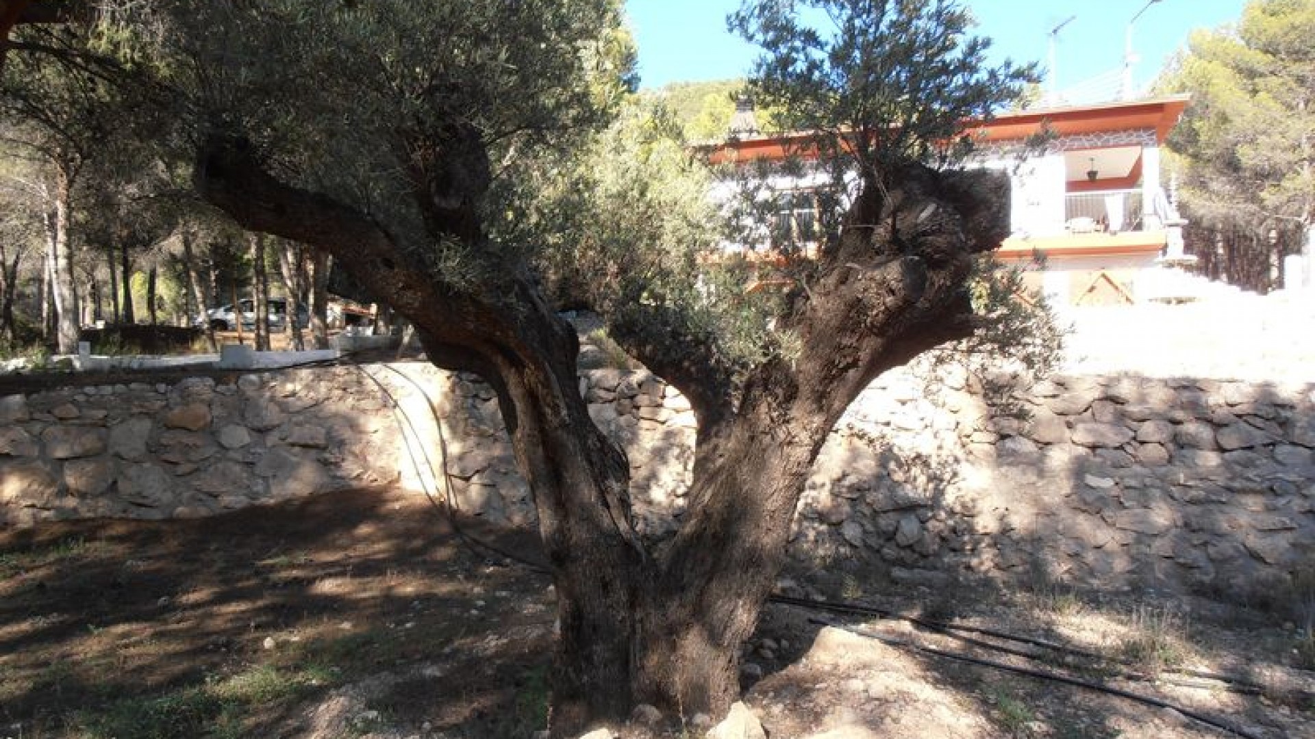 Resale - Finca Landgut -
Castalla