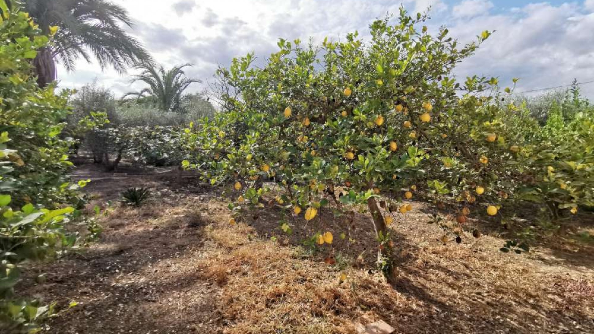 Resale - Finca Landgut -
Catral