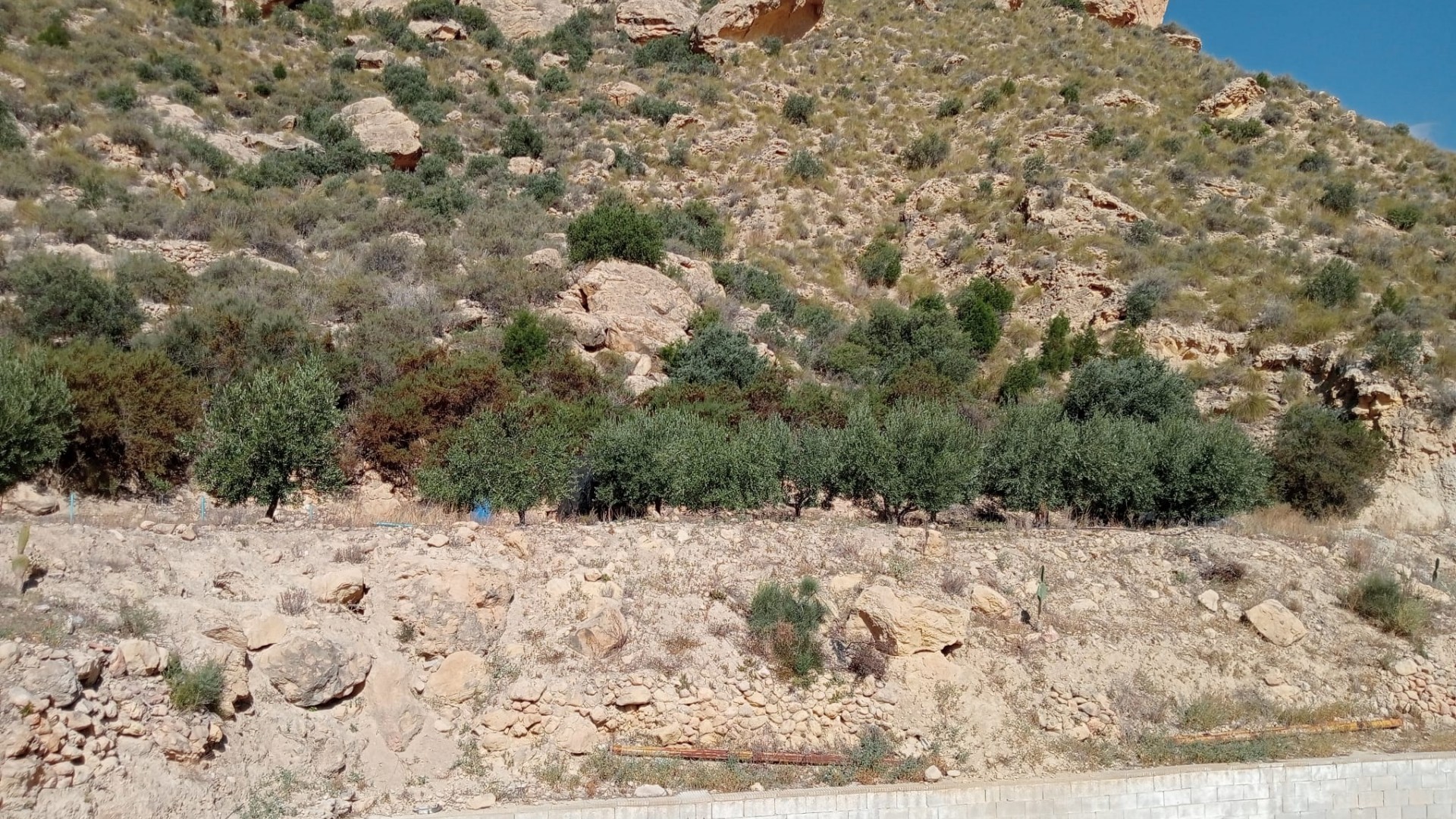 Resale - Finca Landgut -
Crevillente