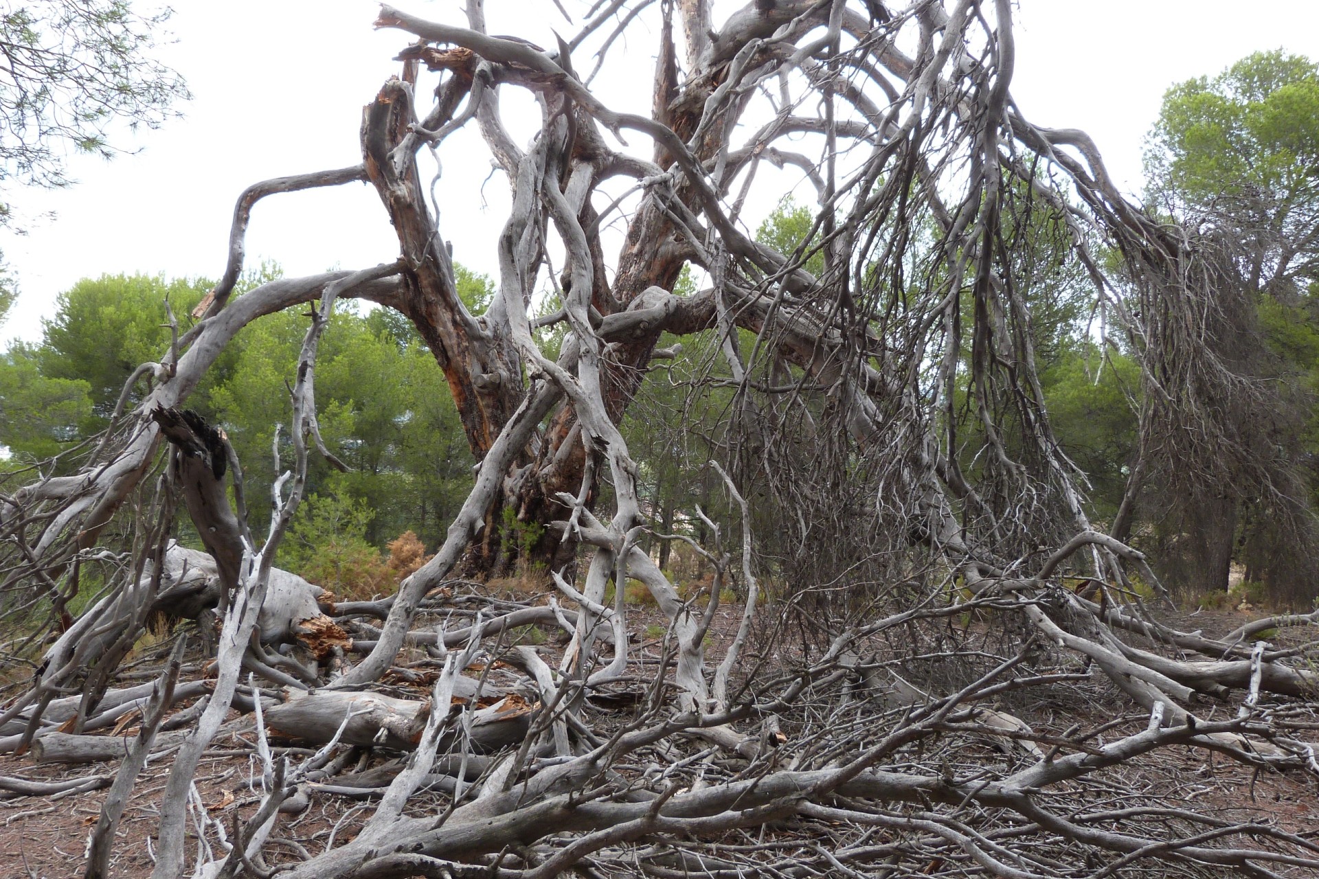 Resale - Finca Landgut -
Ibi - Ibi - Country