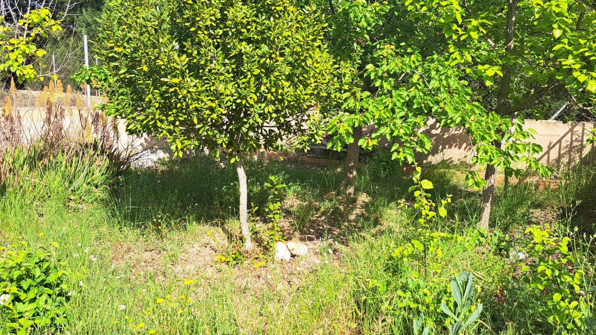 Resale - Finca Landgut -
Monóvar