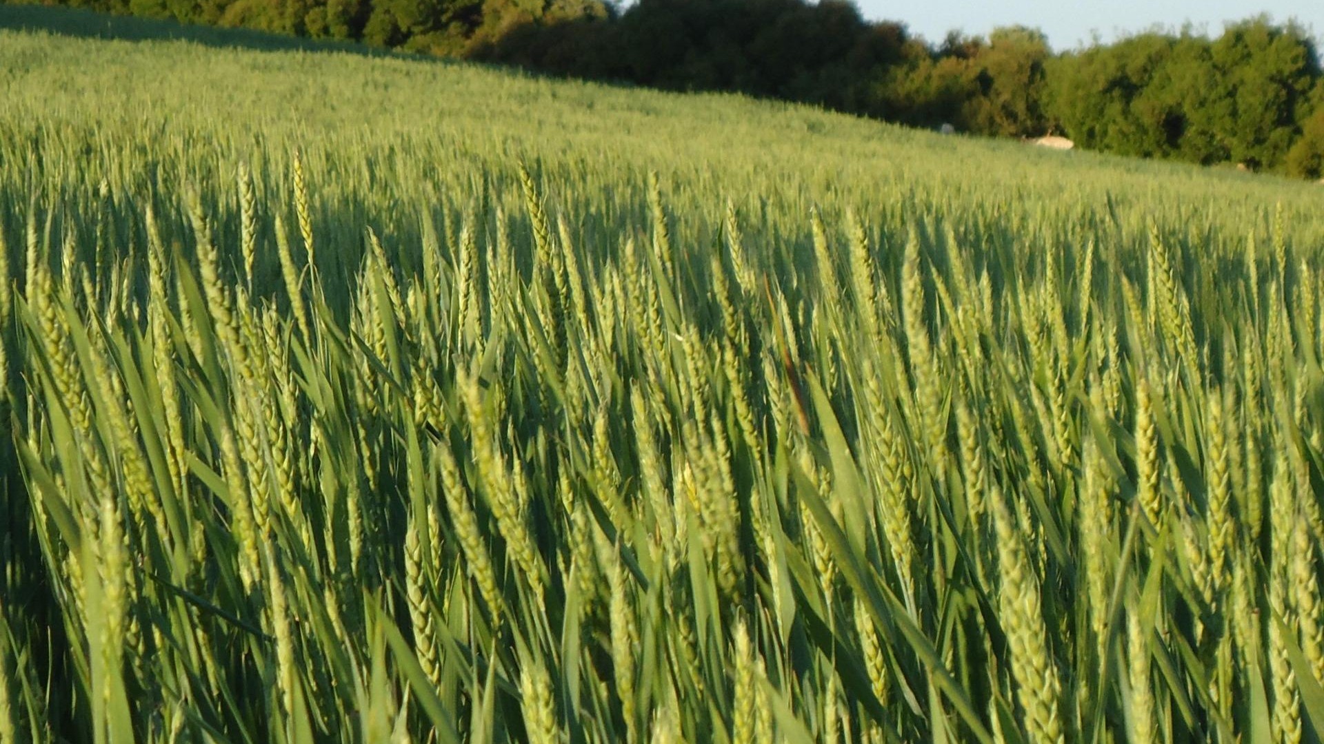 Resale - Finca Landgut -
Ossa de Montiel - Lagunas de ruidera