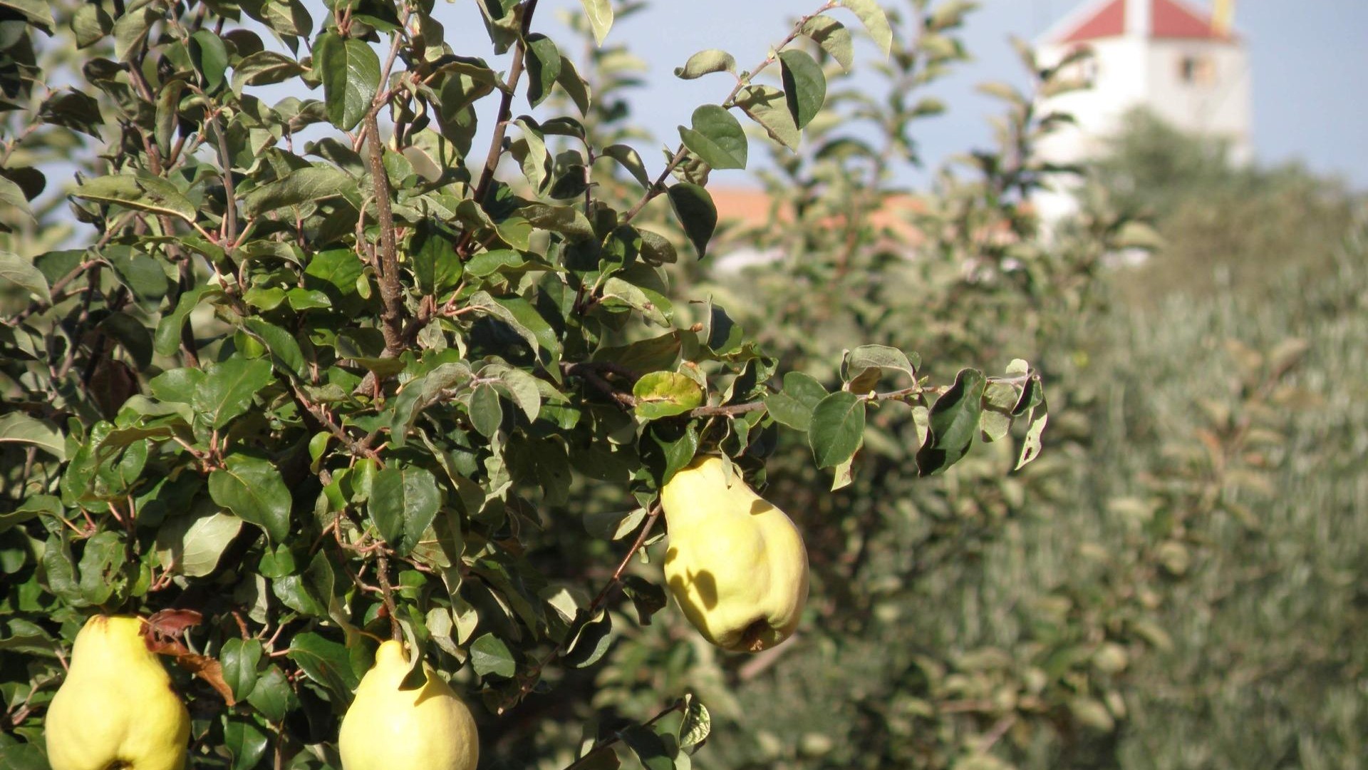 Resale - Finca Landgut -
Ossa de Montiel - Lagunas de ruidera