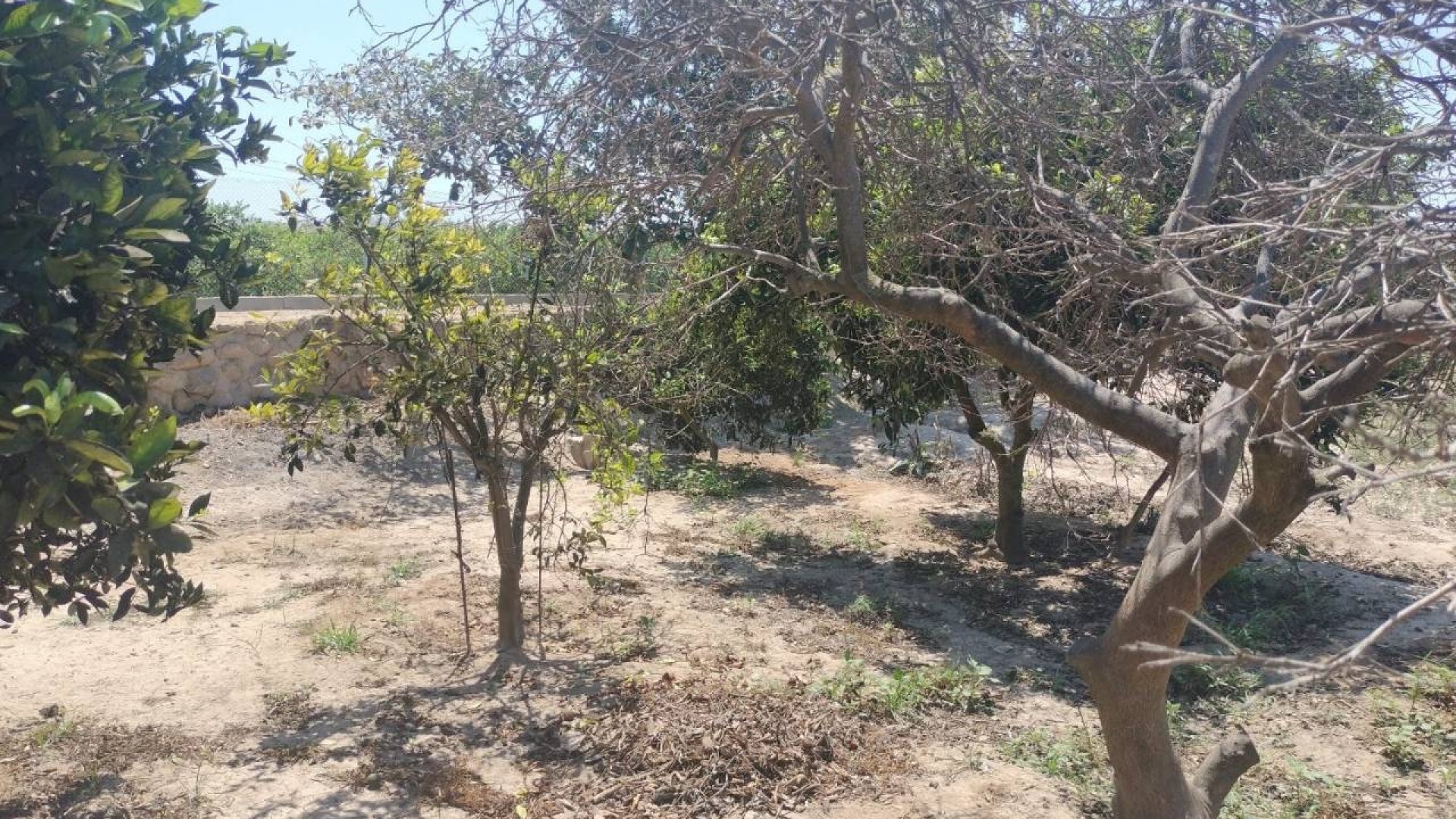 Resale - Finca Landgut -
Rojales - Cuidad Quesada