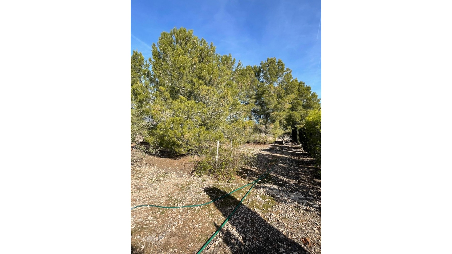 Resale - Finca Landgut -
&Uacute;beda - &Uacute;beda Alicante