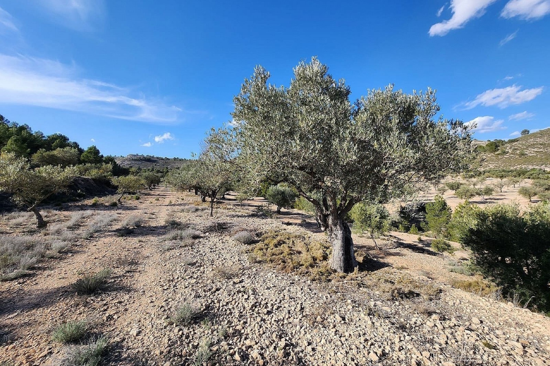 Resale - Finca Landgut -
Villena