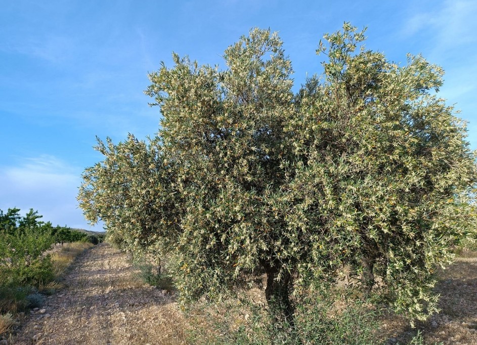 Resale - Finca Landgut -
Yecla