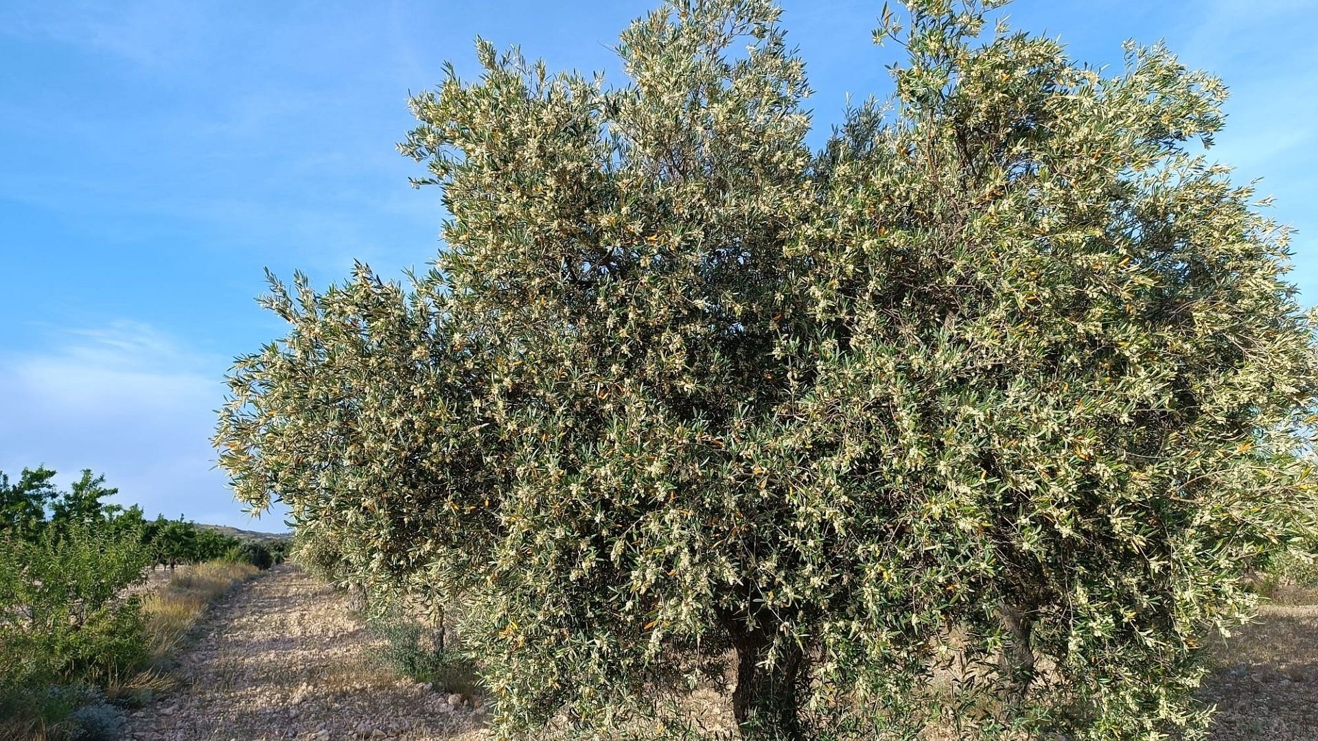 Resale - Finca Landgut -
Yecla