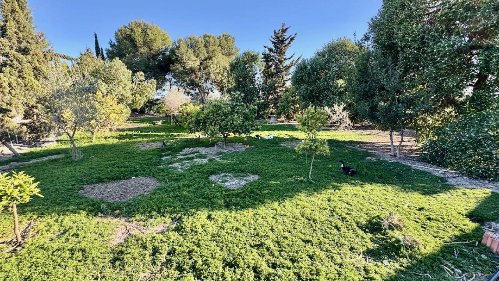 Resale - Freistehende Villa -
Guardamar del Segura