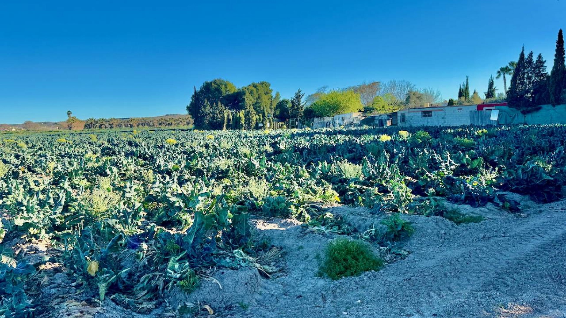 Resale - Freistehende Villa -
Guardamar del Segura