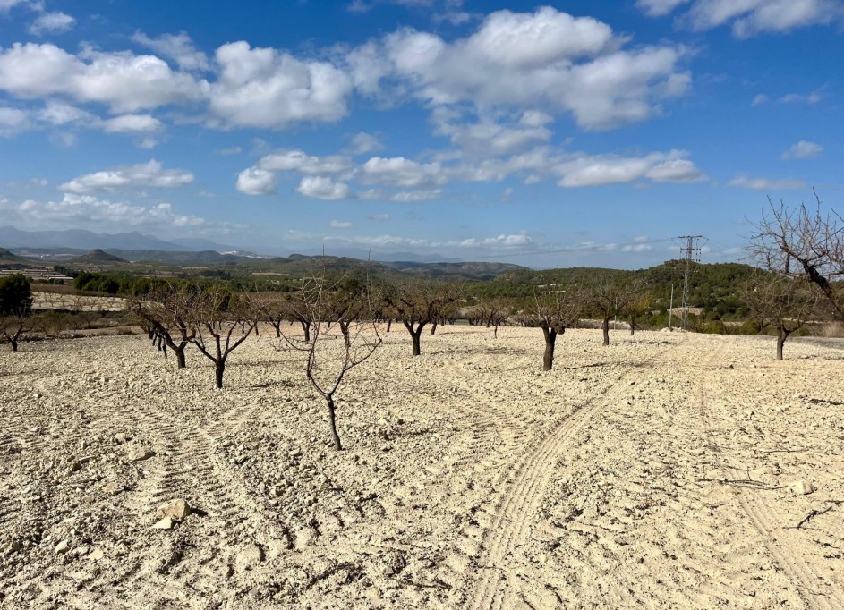 Resale - Grundstück Grundstück -
Bullas - Costa Calida