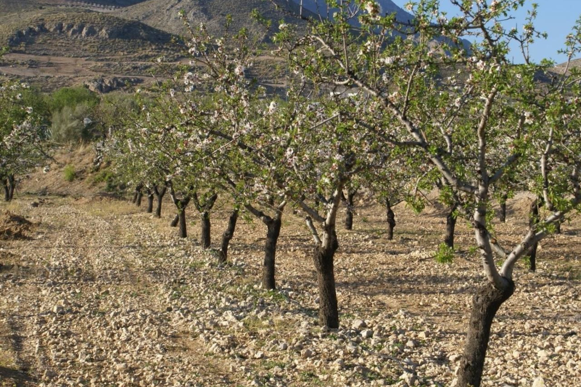 Resale - Grundstück Grundstück -
Murcia