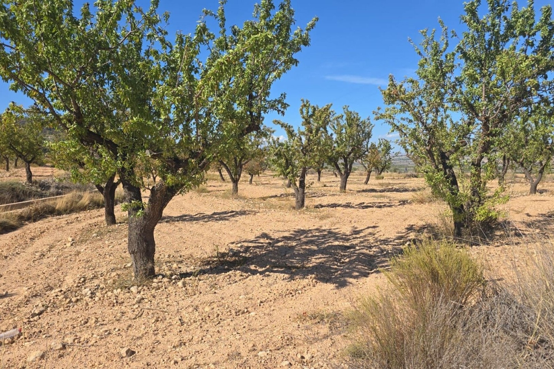 Resale - Grundstück Grundstück -
Salinas