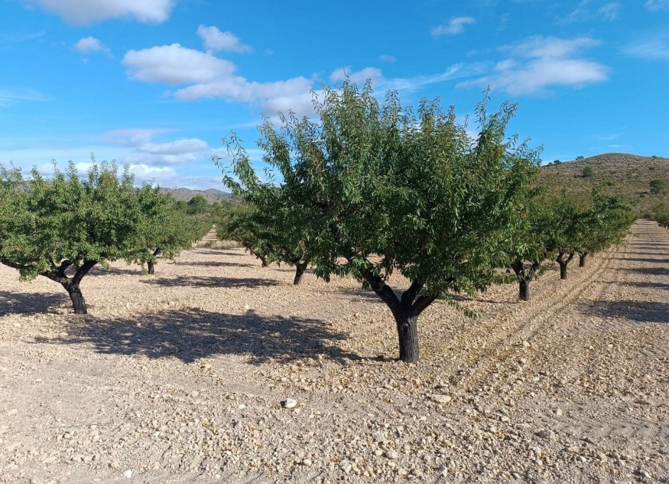 Resale - Grundstück Grundstück -
Yecla