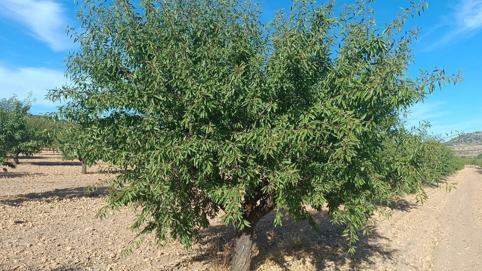 Resale - Grundstück Grundstück -
Yecla