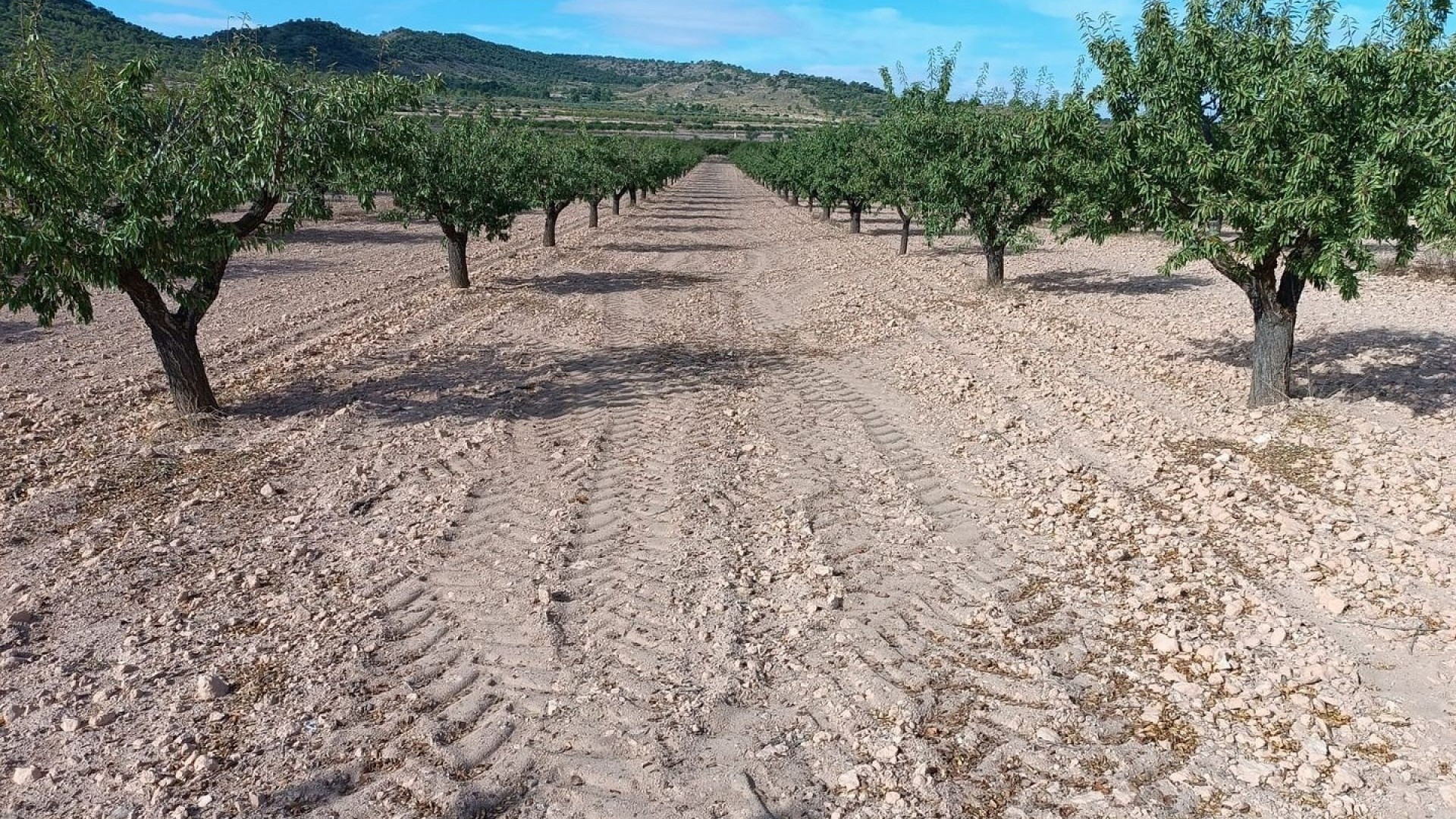 Resale - Grundstück Grundstück -
Yecla