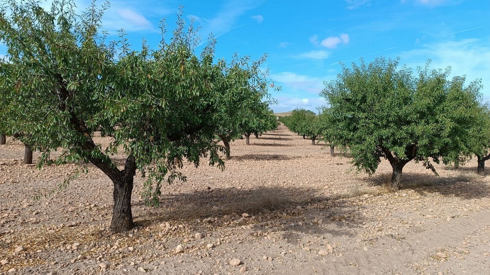 Resale - Grundstück Grundstück -
Yecla