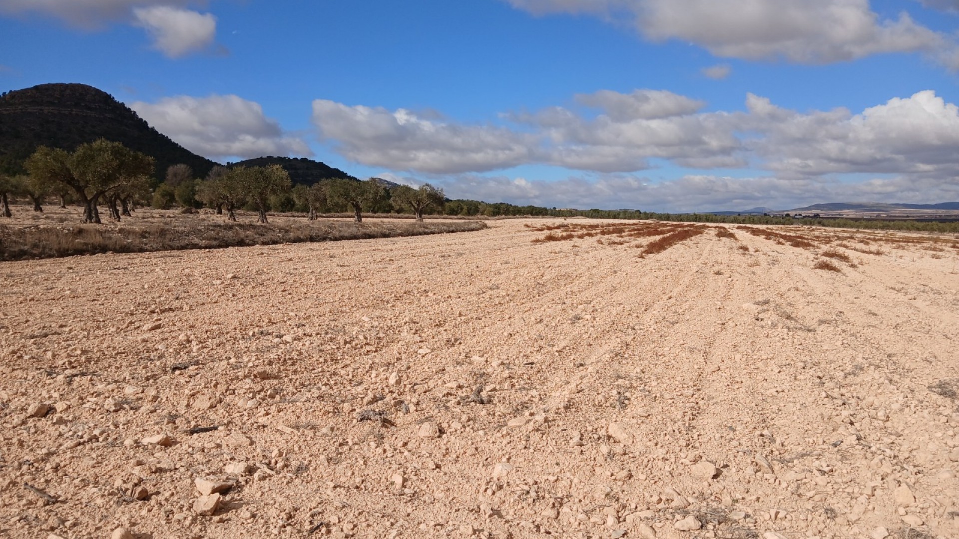 Resale - Grundstück Grundstück -
Yecla