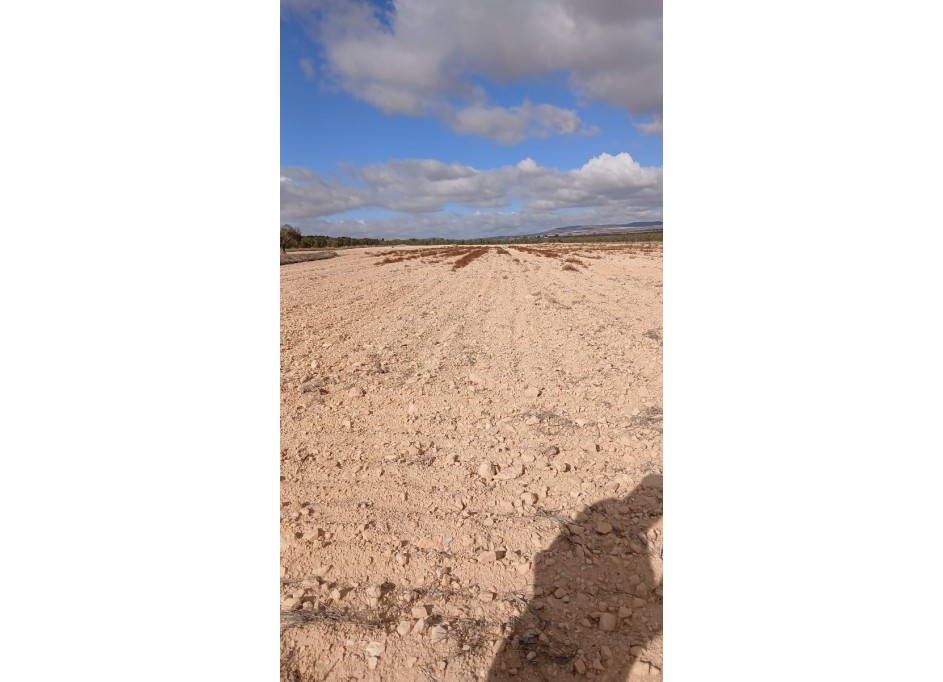 Resale - Grundstück Grundstück -
Yecla