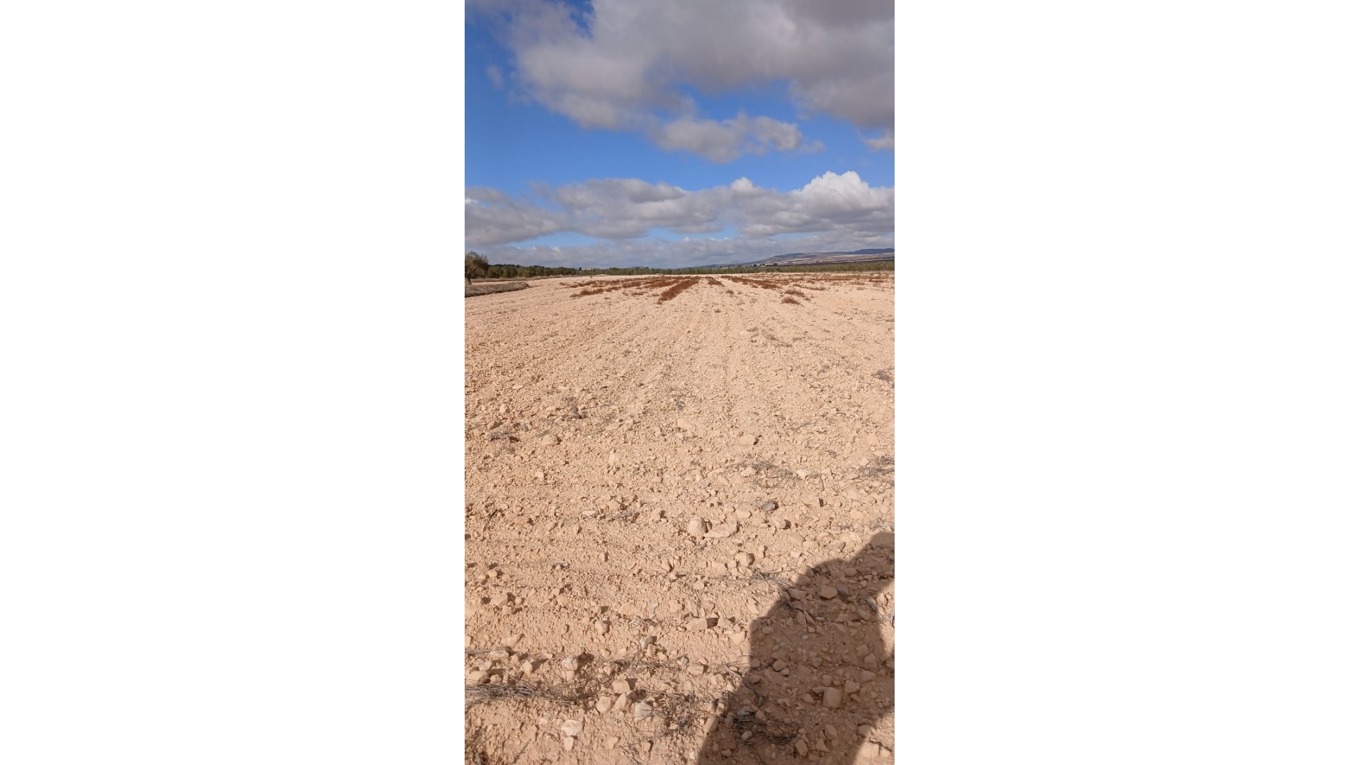 Resale - Grundstück Grundstück -
Yecla