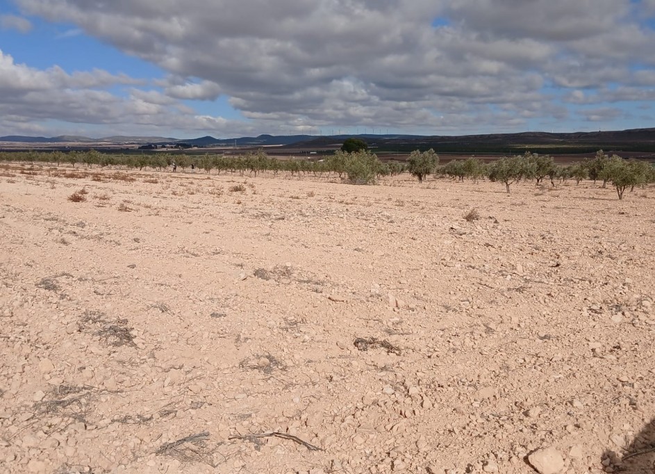 Resale - Grundstück Grundstück -
Yecla