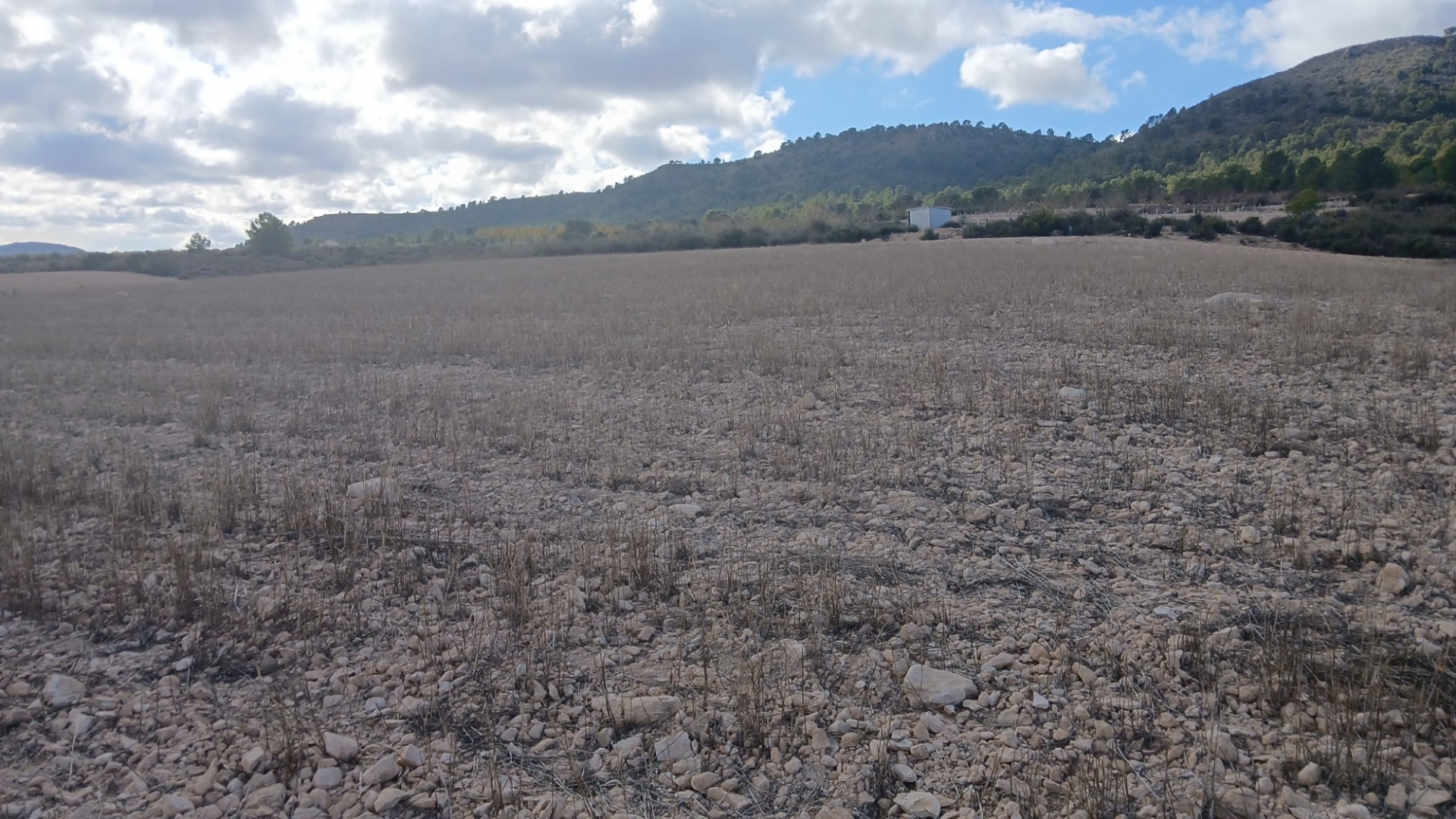 Resale - Grundstück Grundstück -
Yecla