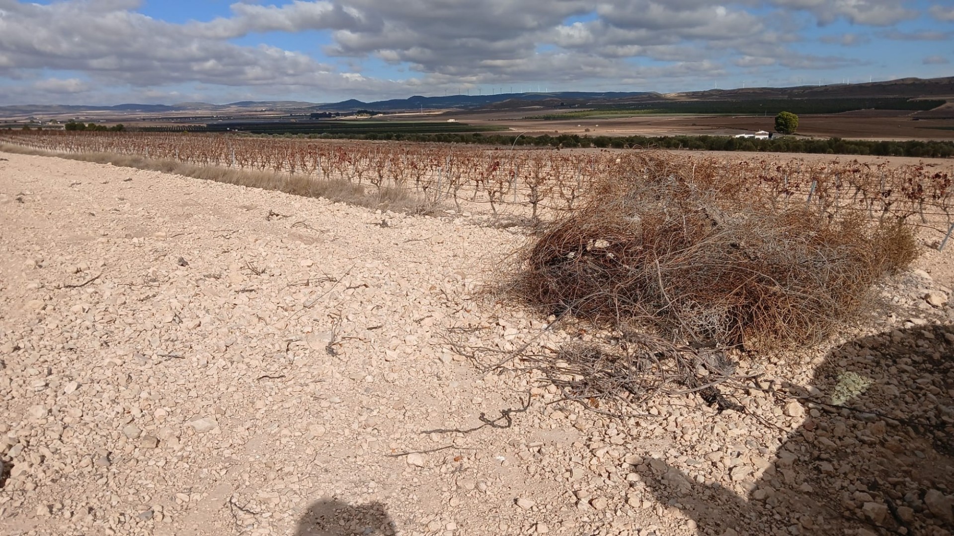 Resale - Grundstück Grundstück -
Yecla