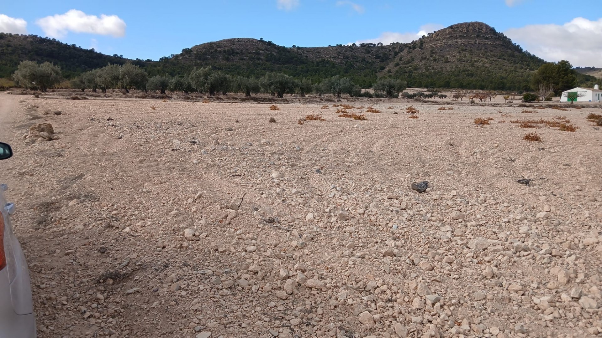 Resale - Grundstück Grundstück -
Yecla