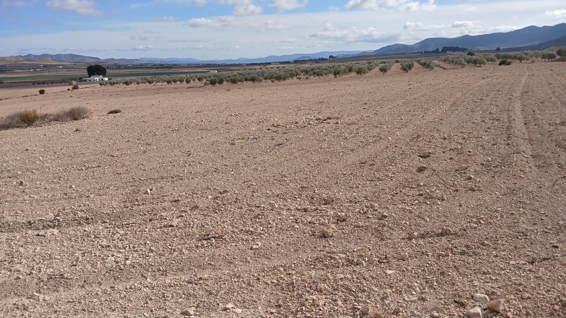 Resale - Grundstück Grundstück -
Yecla