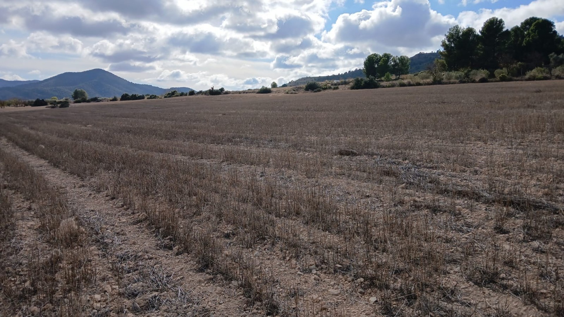 Resale - Grundstück Grundstück -
Yecla