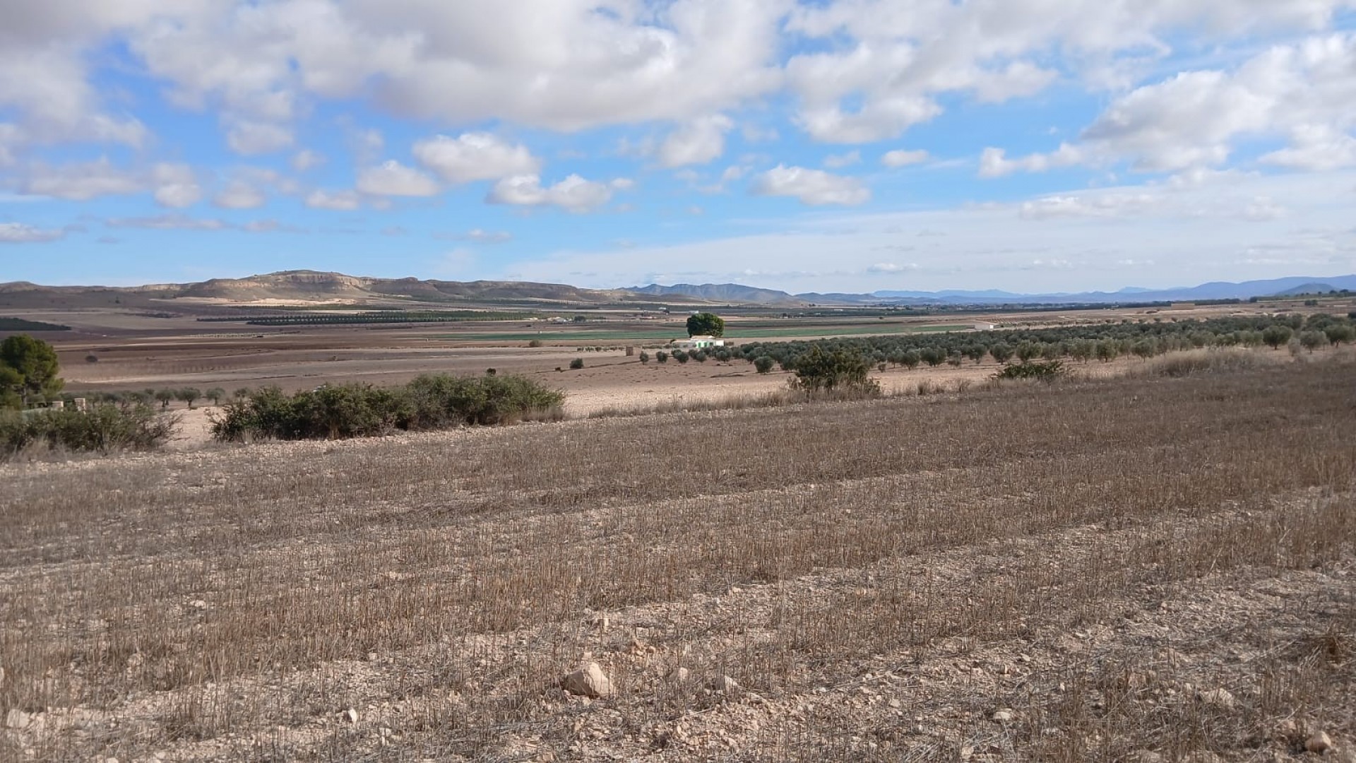 Resale - Grundstück Grundstück -
Yecla