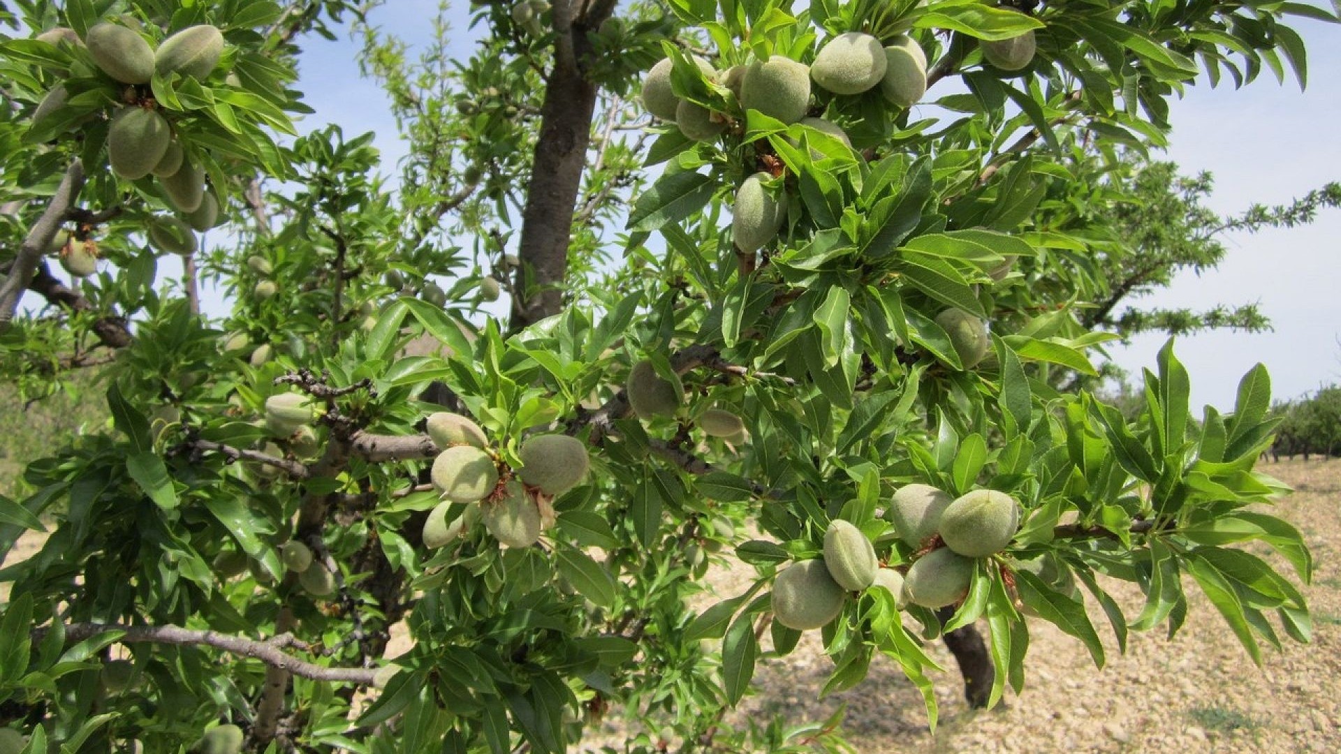 Resale - Grundstück Grundstück -
Yecla