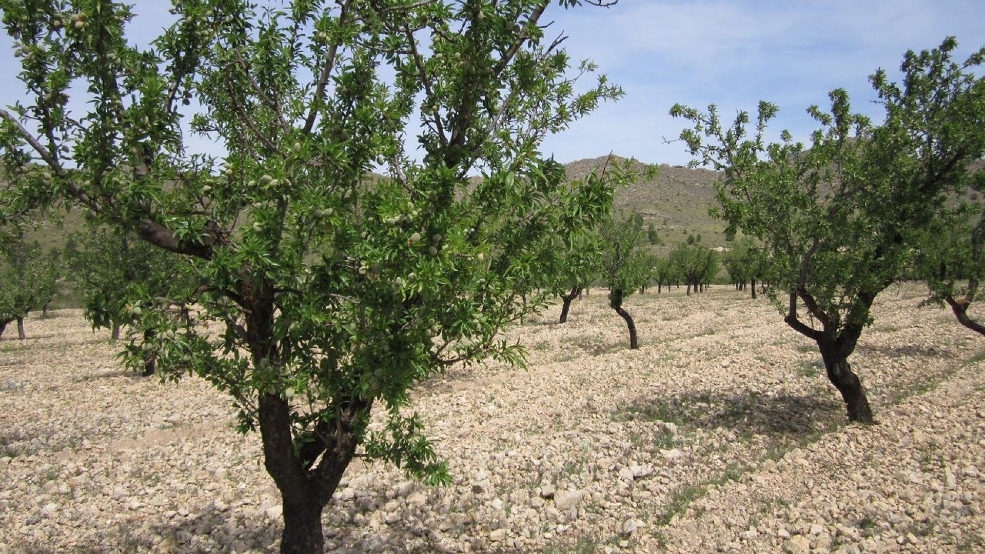 Resale - Grundstück Grundstück -
Yecla