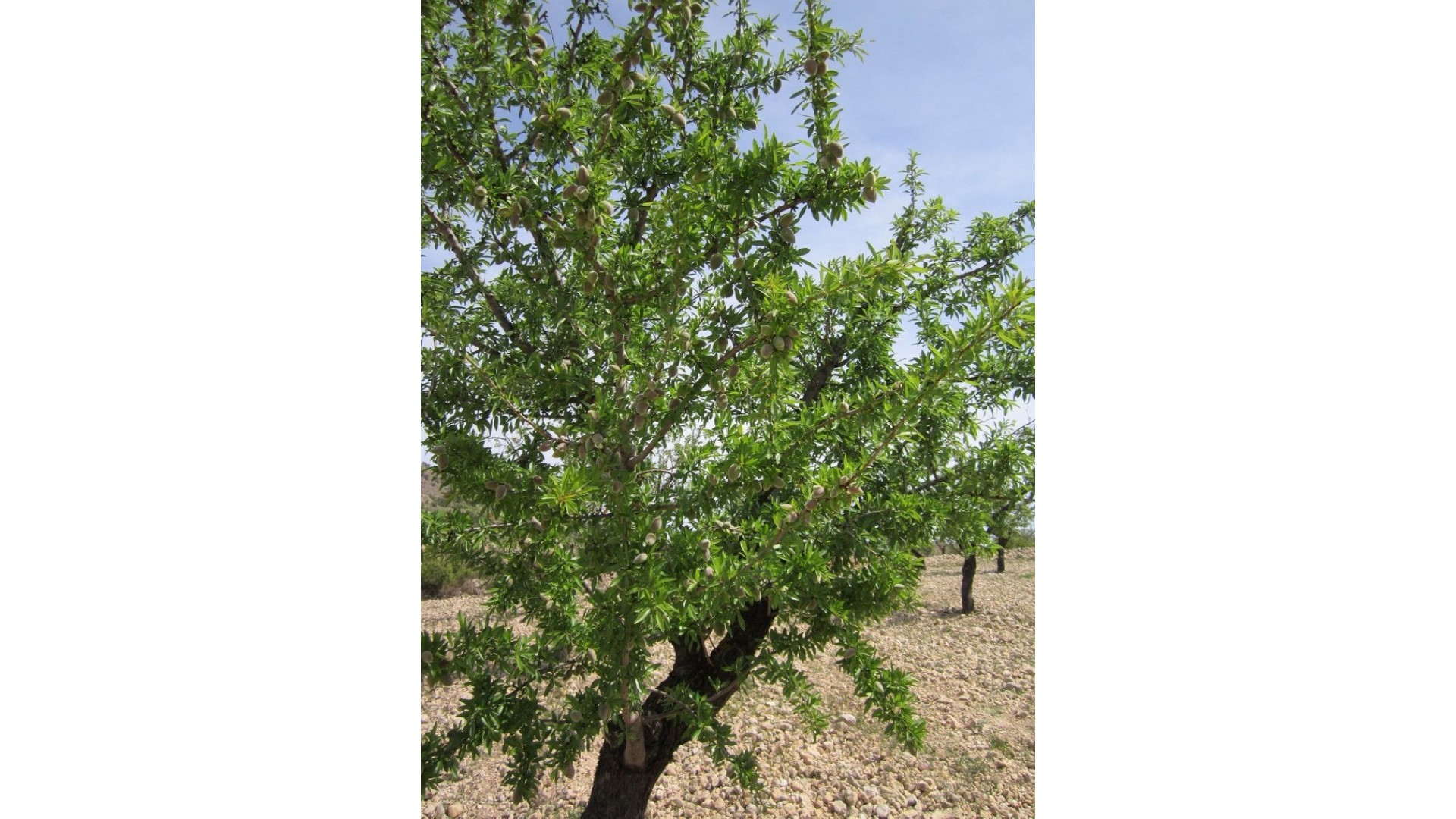 Resale - Grundstück Grundstück -
Yecla