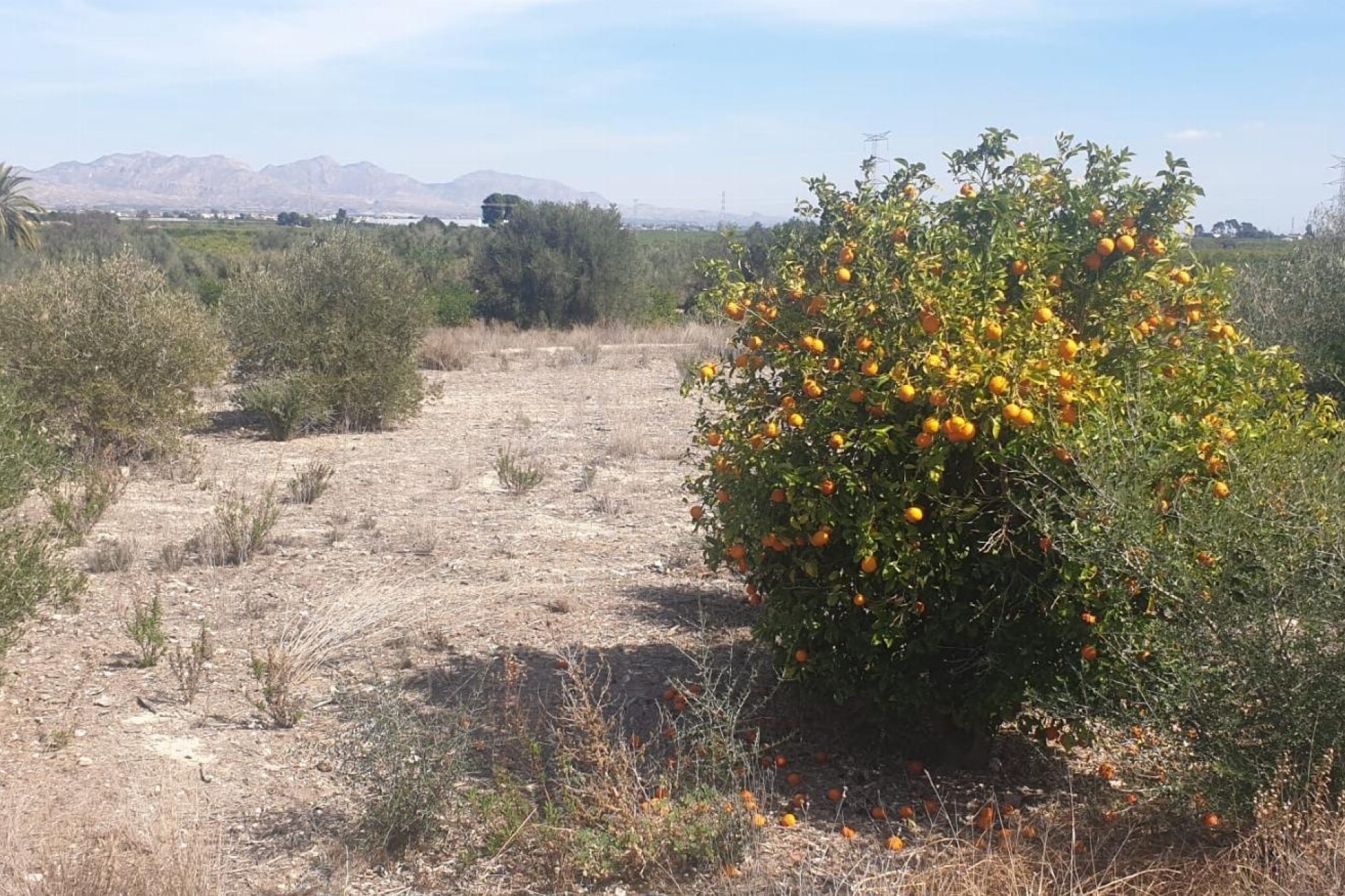 Resale - Grundstück / Land -
Benferri - HUERTA PUEBLO