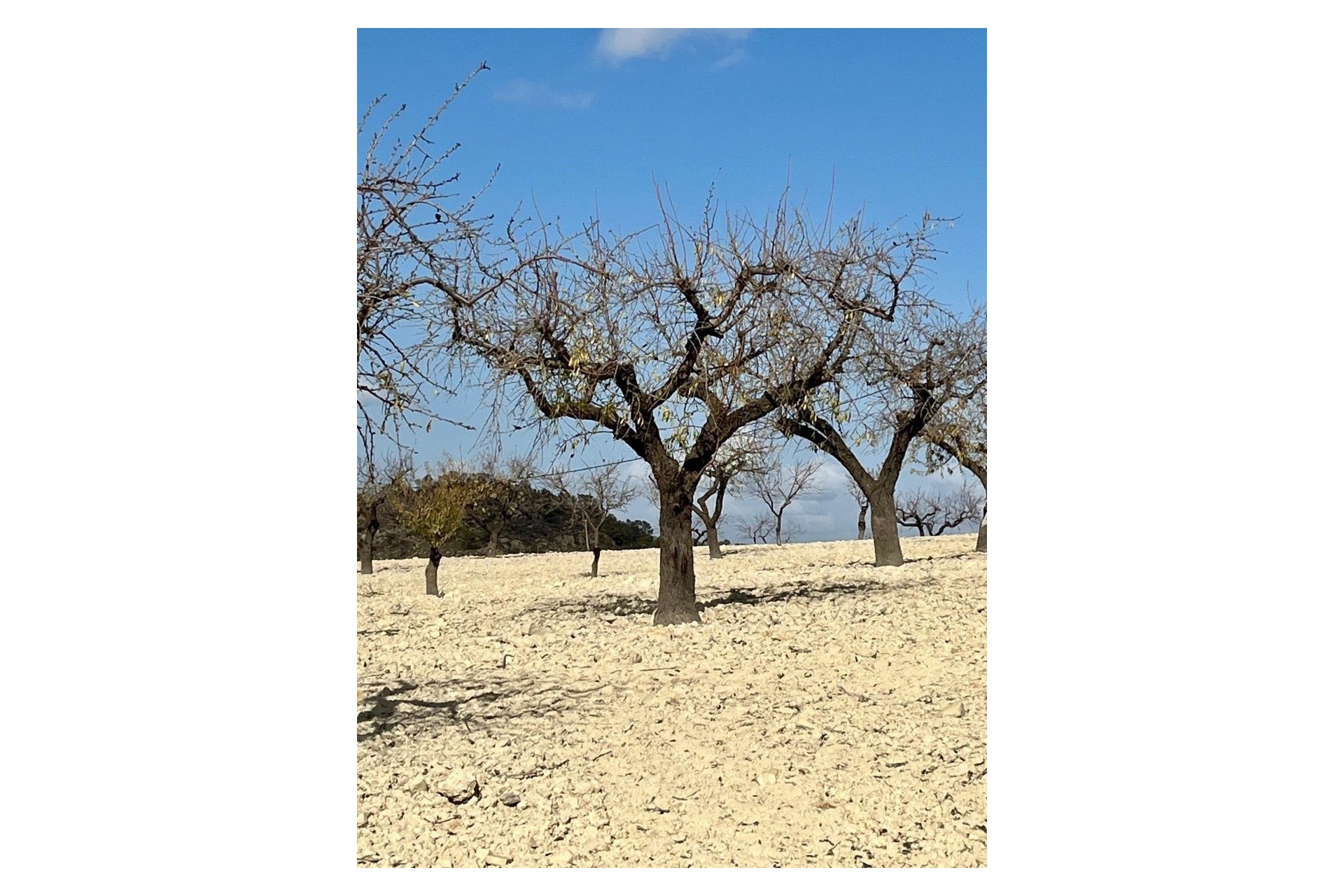 Resale - Grundstück / Land -
Bullas - Costa Calida