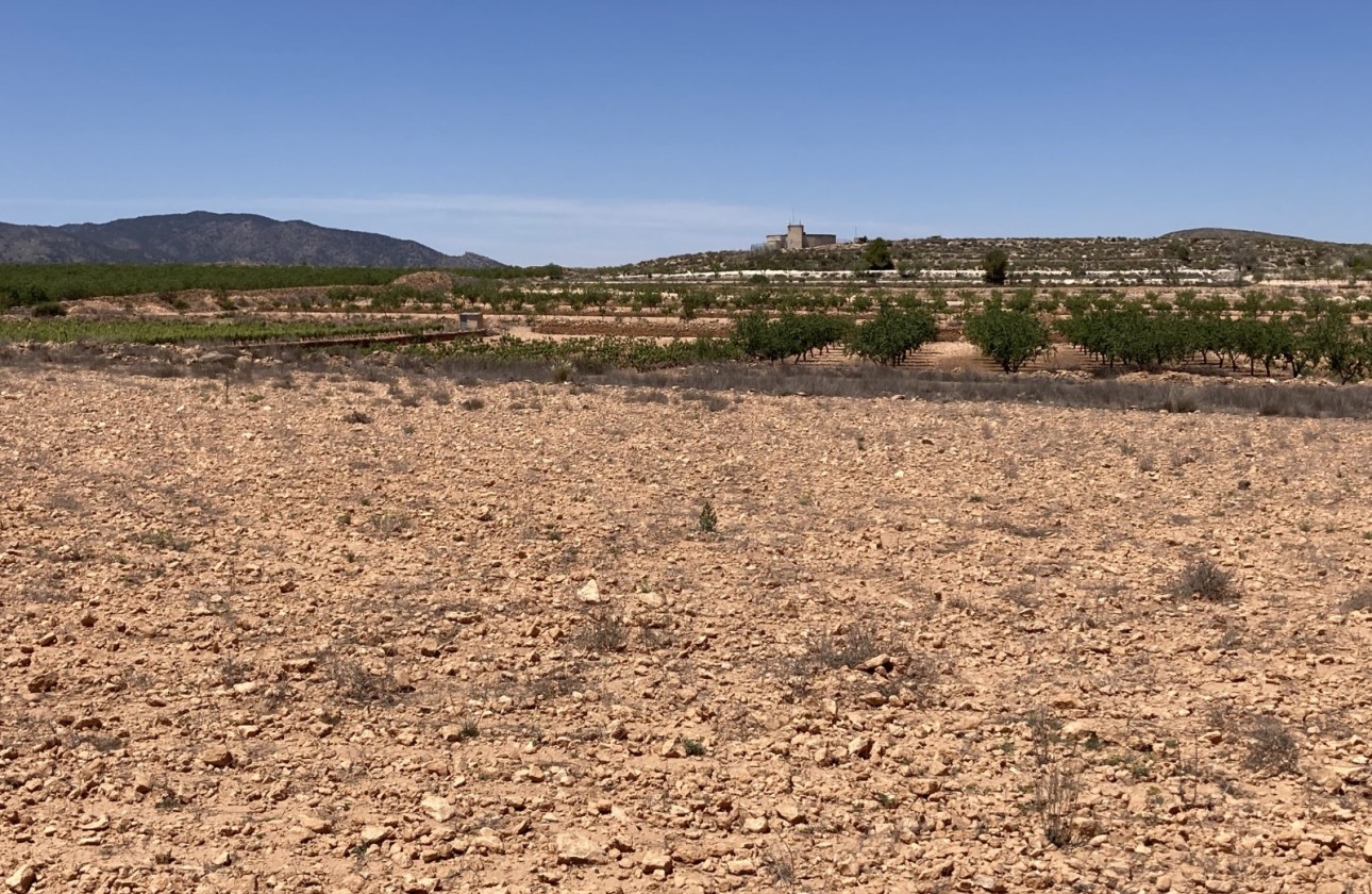 Resale - Grundstück / Land -
Pinoso - Lel