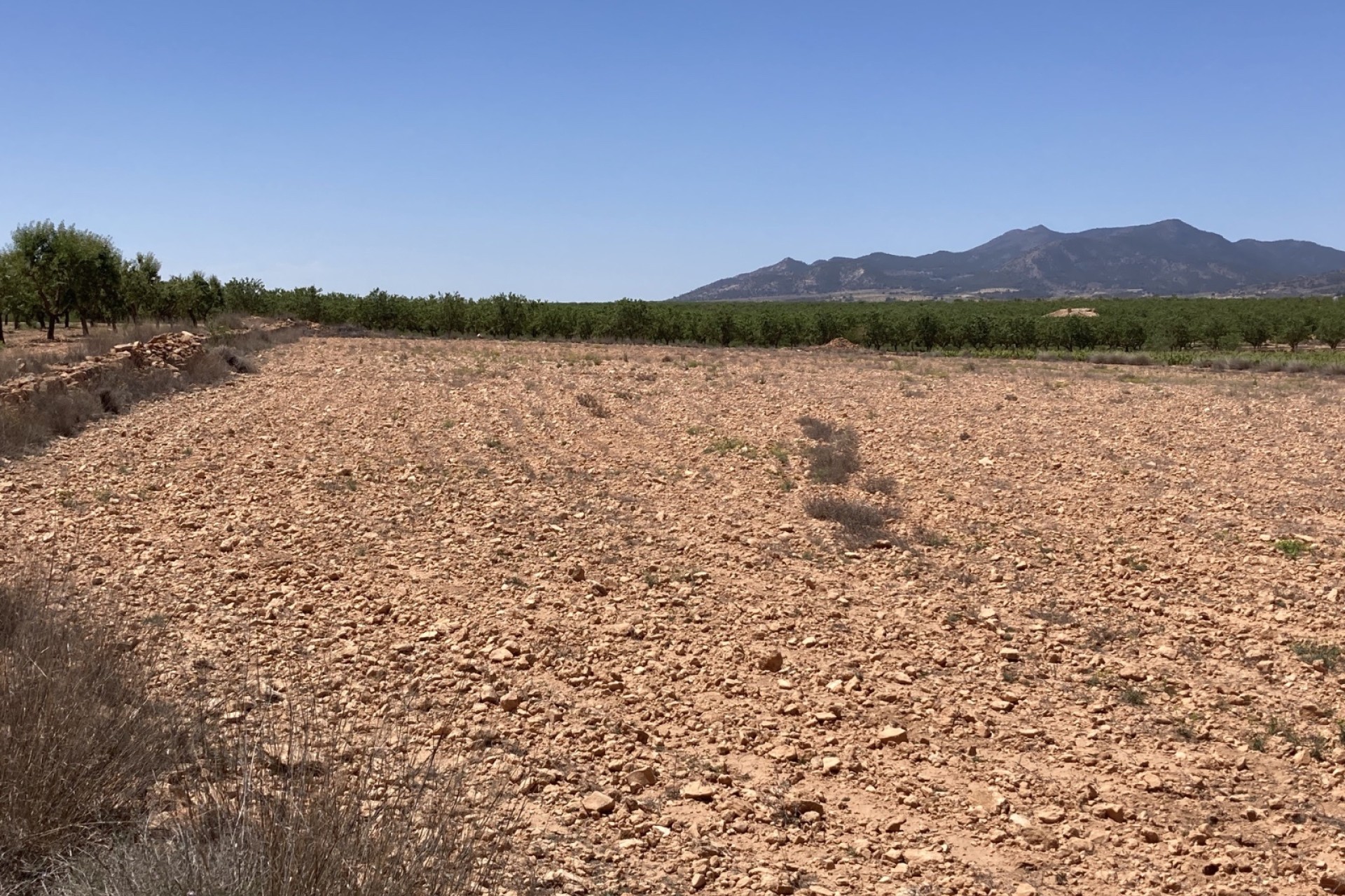 Resale - Grundstück / Land -
Pinoso - Lel