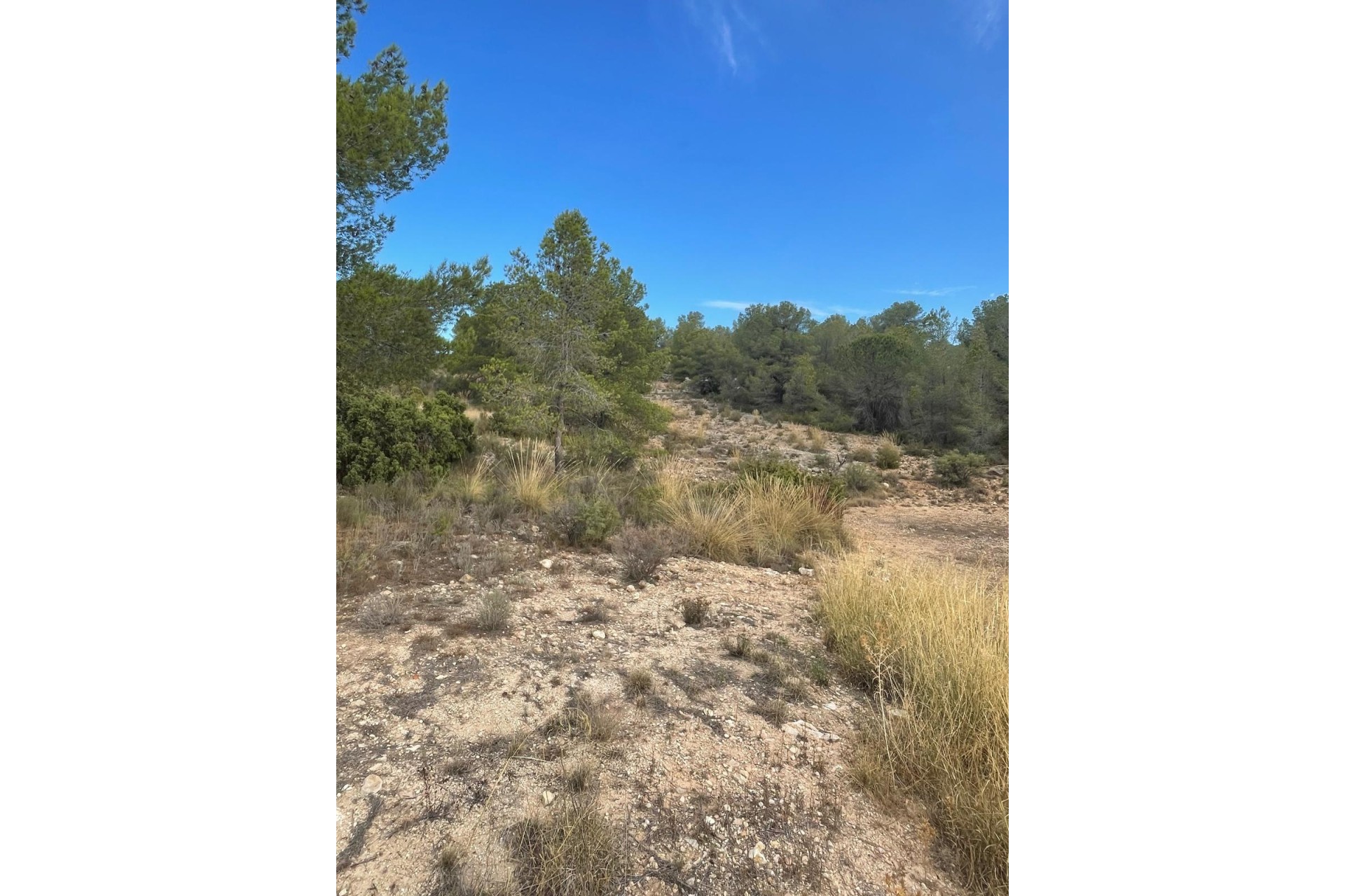 Resale - Grundstück / Land -
Pinoso - Pinoso Alicante