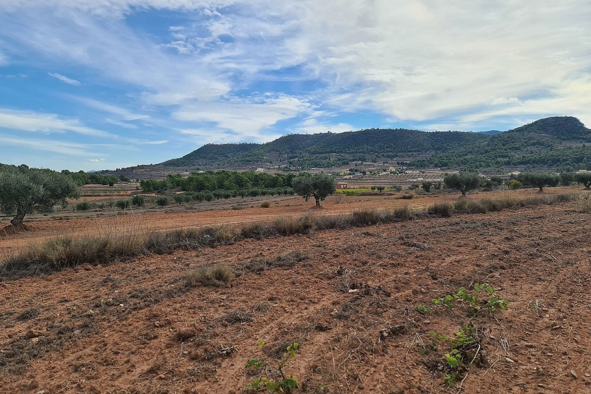 Resale - Grundstück / Land -
Pinoso