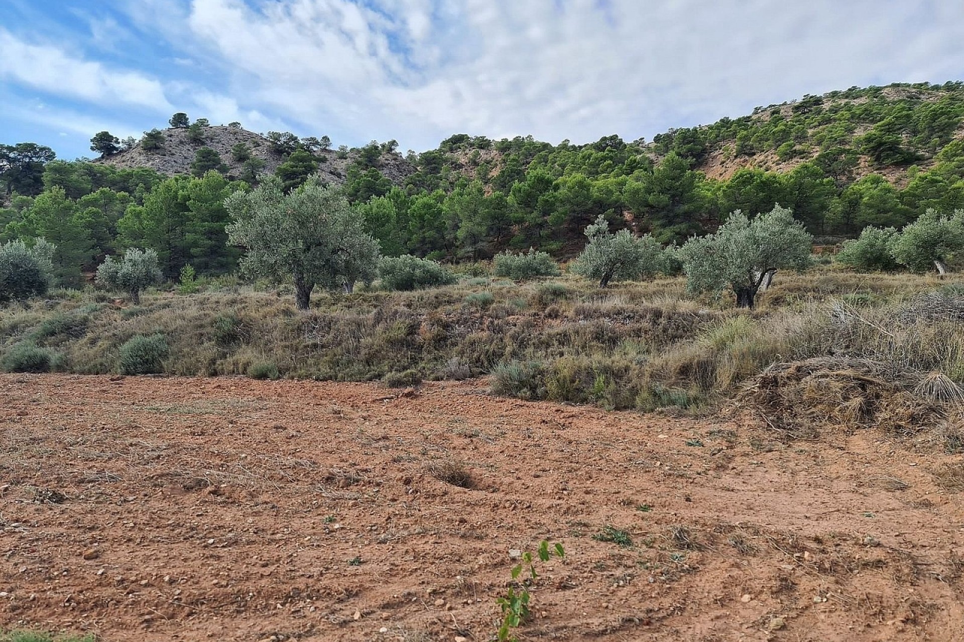 Resale - Grundstück / Land -
Pinoso