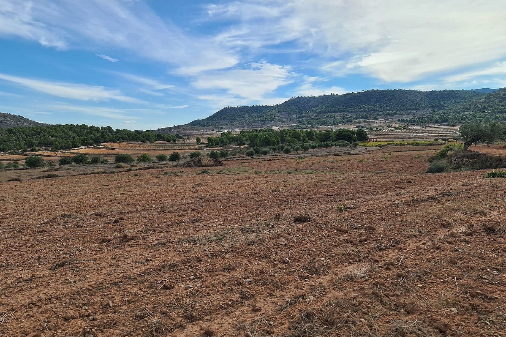 Resale - Grundstück / Land -
Pinoso