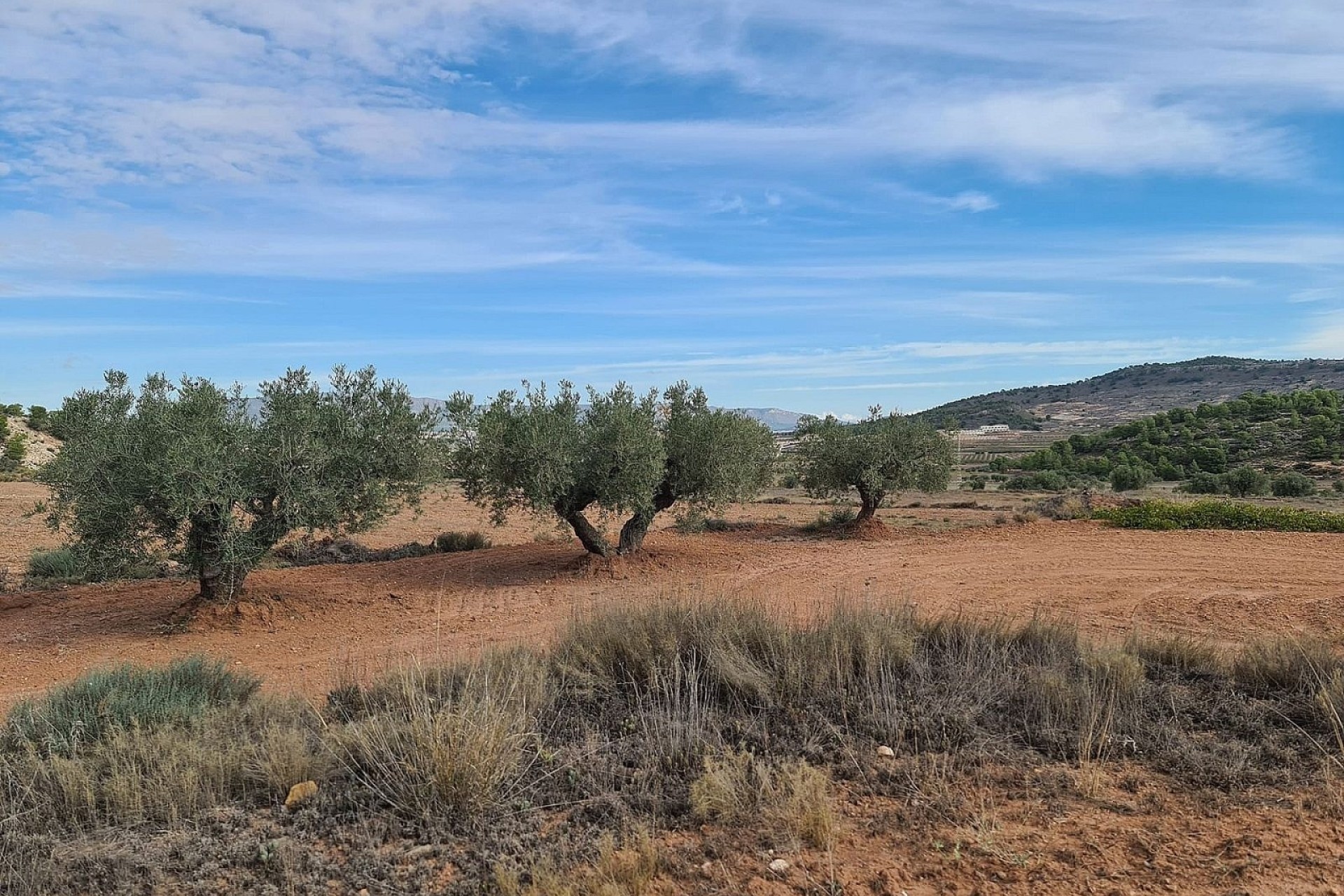 Resale - Grundstück / Land -
Pinoso