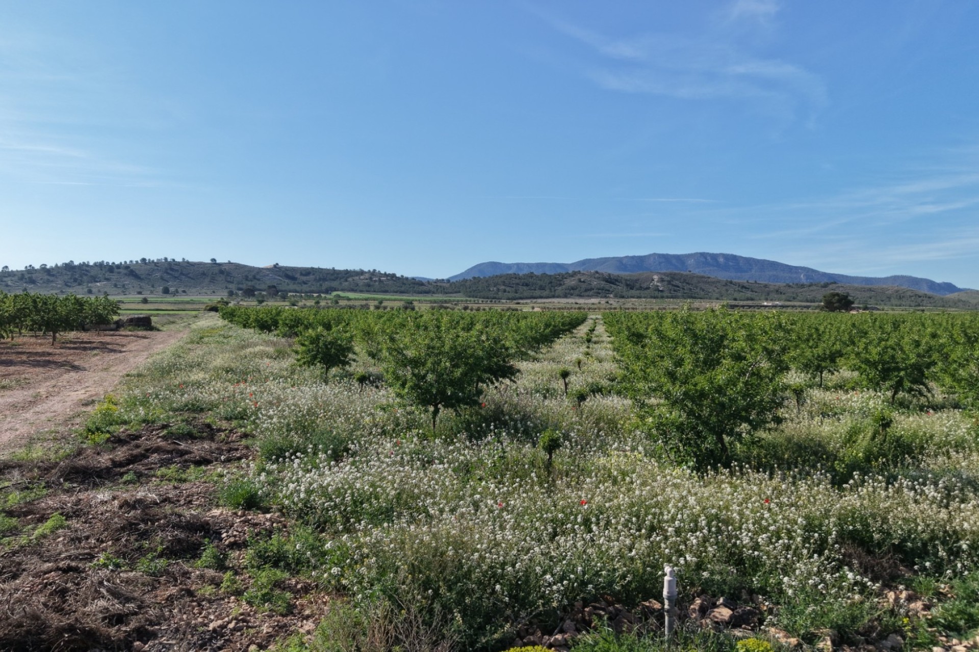 Resale - Grundstück / Land -
Yecla - Yecla Murcia