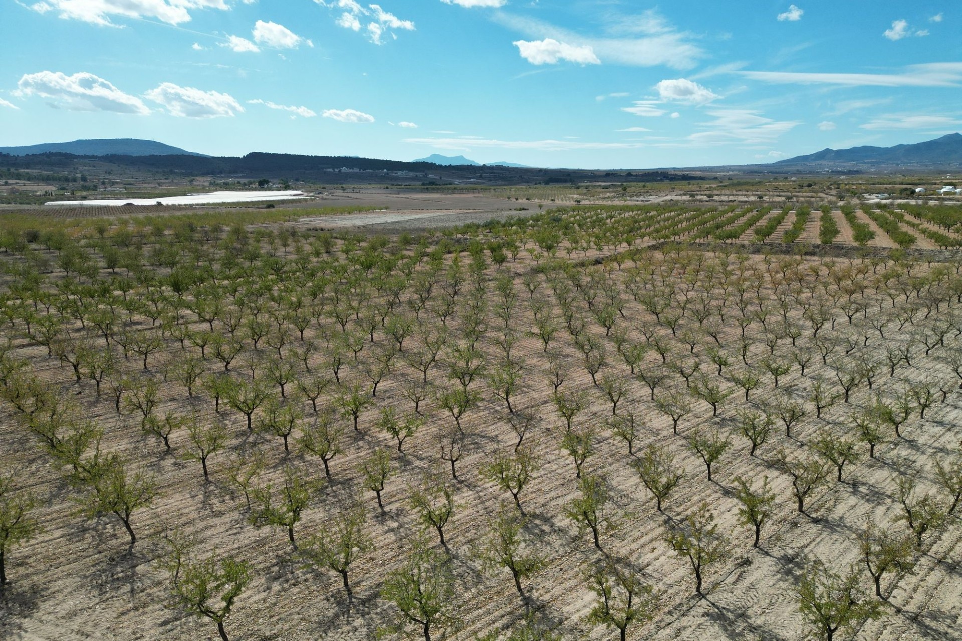 Resale - Plot / Land -
Pinoso