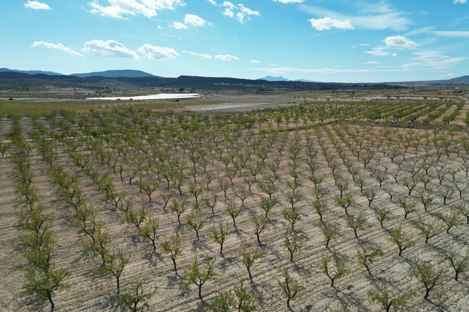 Resale - Plot / Land -
Pinoso