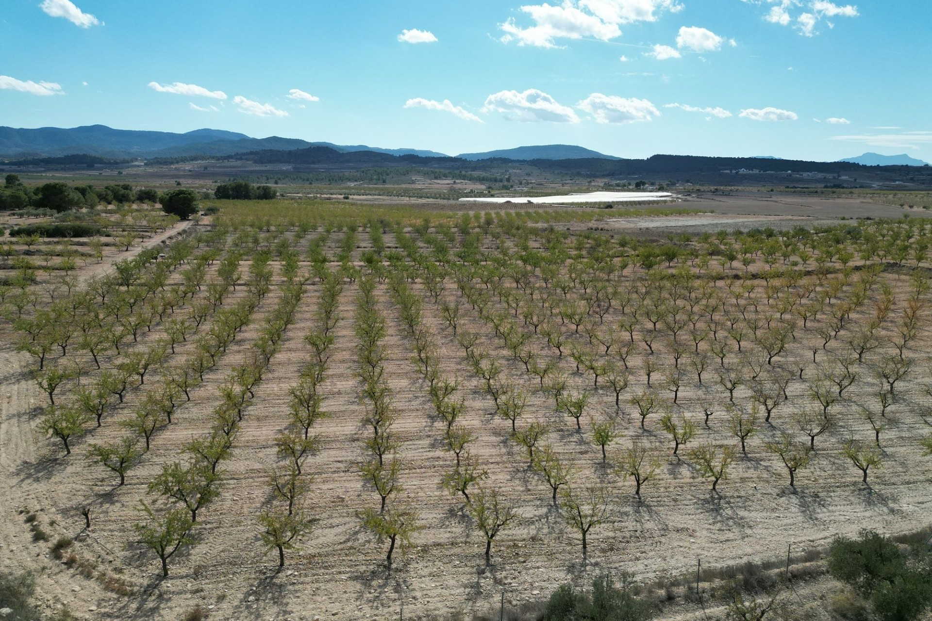 Resale - Plot / Land -
Pinoso