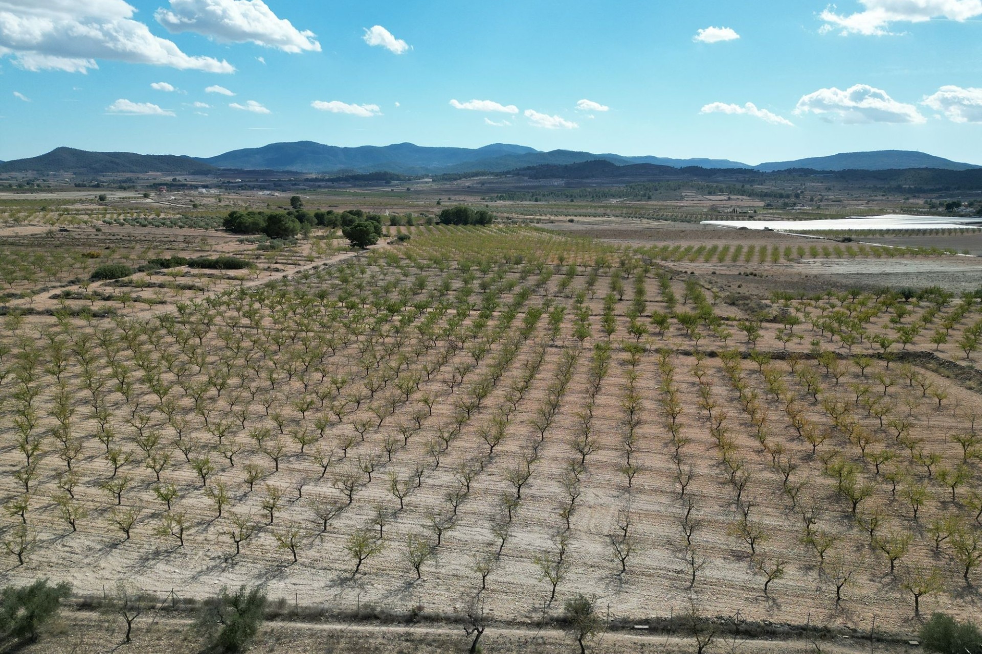 Resale - Plot / Land -
Pinoso